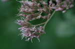 Joe Pye weed